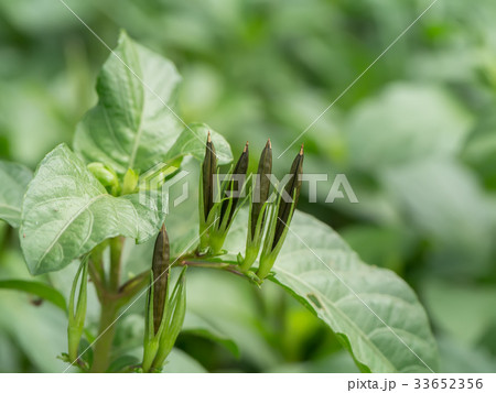 Seeds of Ruellia tuberosa on plant. 33652356