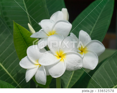 White of frangipani flower White of frangipani flower 33652578
