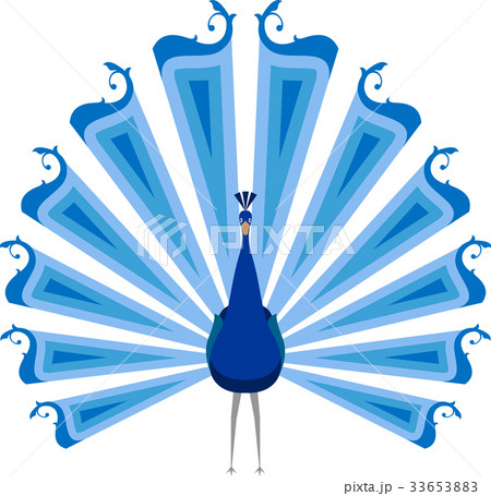 Peacock Artistic Hand Drawn 33653883
