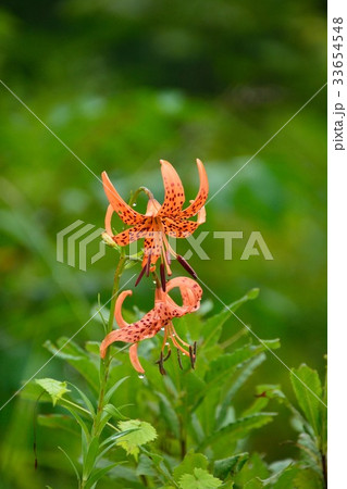 コオニユリの華やかな花 コオニユリの華やかな花 33654548