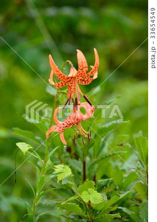 コオニユリの華やかな花 33654549