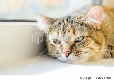 Cat portrait on bright background 33654760