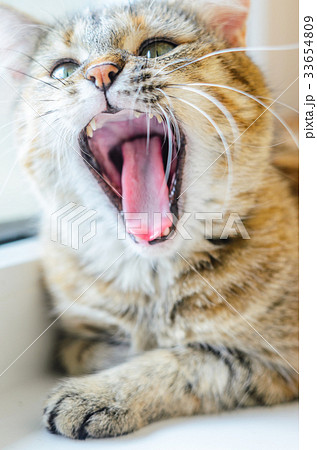 Portrait of a gaping cat Portrait of a gaping cat 33654809