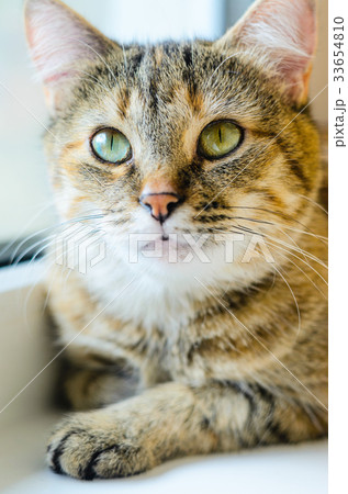 Cat portrait on bright background Cat portrait on bright background 33654810
