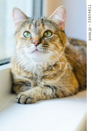 Cat portrait on bright background Cat portrait on bright background 33654811