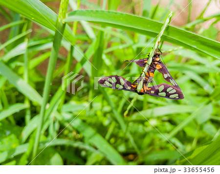 Insects Mating On Green Grass, Little Butterfly Insects Mating On Green Grass, Little Butterfly 33655456