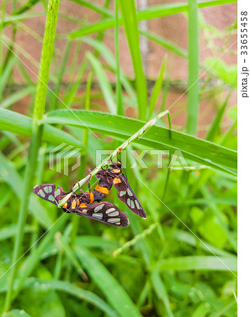 Insects Mating On Green Grass, Little Butterfly Insects Mating On Green Grass, Little Butterfly 33655458