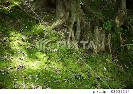 法常寺の苔の庭 法常寺の苔の庭 33655514