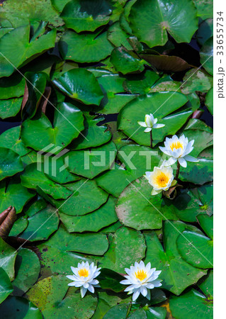 石坂池のスイレン　佐世保　世知原 33655734