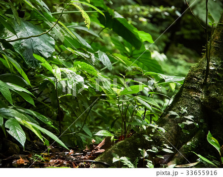 木 ツリー 樹 33655916