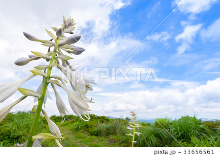 広島県道後山に咲く、キボウシ（広島県庄原市） 33656561