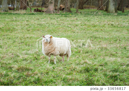 Sheep on a meadow 33656817