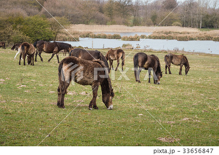 Exmoor ponies in Denmark 33656847