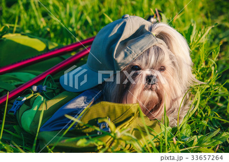 Shih tzu dog tourist 33657264