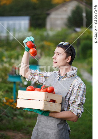 Young agronomist with box tomato 33657546