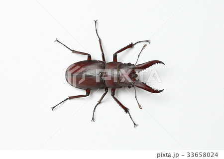 ノコギリクワガタ（原歯型） 33658024