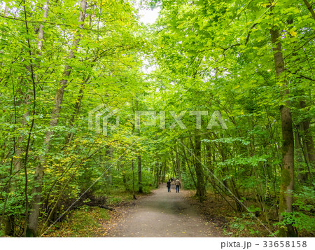 フナの原生林と遊歩道　ハイニッヒ国立公園　ドイツ 33658158