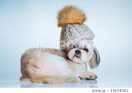 Shih tzu dog Shih tzu dog 33658362