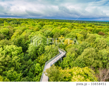 ブナの原生林　ハイニッヒ国立公園　ドイツ 33658451