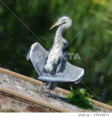 Great blue heron standing 33658671