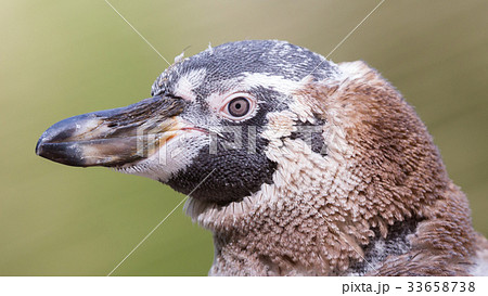 Humboldt penguin, young one 33658738