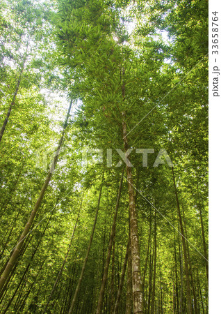 バンブー 青竹 竹 33658764