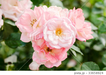 Pink roses flower blossom in a garden Pink roses flower blossom in a garden 33658924