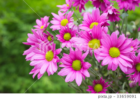 Beautiful chrysanthemum flowers Beautiful chrysanthemum flowers 33659091