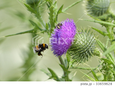 蜂　ハチ　花 33659628