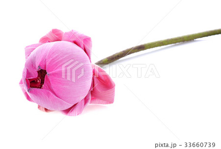 Pink lotus on white background 33660739
