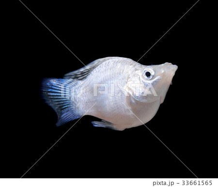 Balloon Silver Molly fish on black Balloon Silver Molly fish on black 33661565