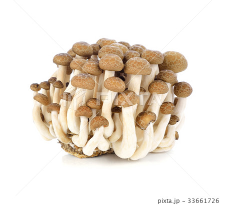 shimeji mushrooms brown varieties on white shimeji mushrooms brown varieties on white 33661726