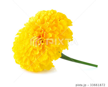 Marigold flower on white background Marigold flower on white background 33661872