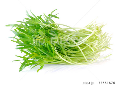 Morning glory seedlings on white background Morning glory seedlings on white background 33661876