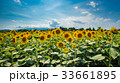 ひまわり畑 33661895