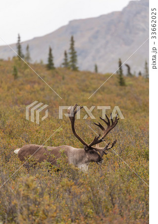 Barren Ground Caribou Bull in Velvet 33662025