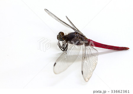 dragonfly isolated on a white background 33662361