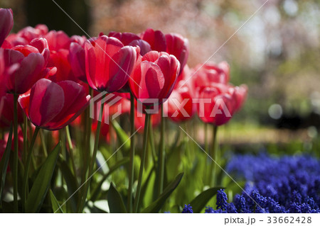 Garden, flower background, tulips 33662428