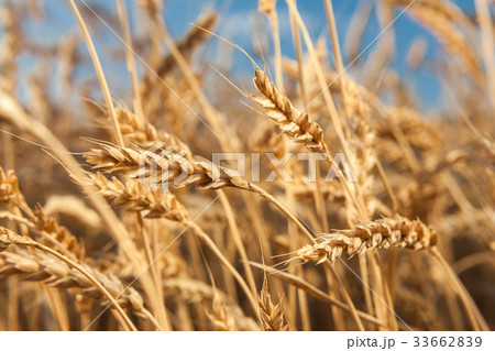 countryside, wildlife, agriculture concept. close 33662839
