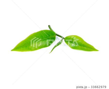 tea leaf isolated on white background 33662979