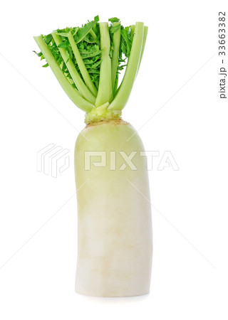fresh white radish isolated on white background fresh white radish isolated on white background 33663382