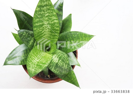 観葉植物（サンセベリア） 33663838