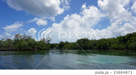 gri gri mangroves 33664671