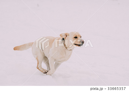 Labrador Dog Play Run Outdoor In Snow Winterの写真素材
