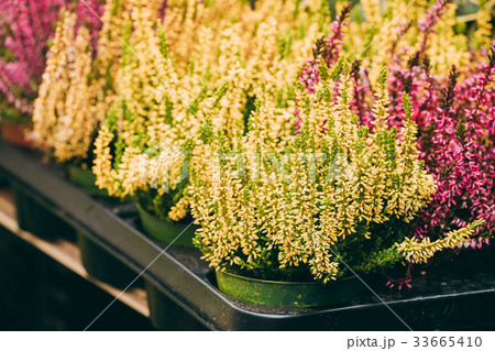 Bush Of Calluna Plant In Pot In Store Market Bush Of Calluna Plant In Pot In Store Market 33665410