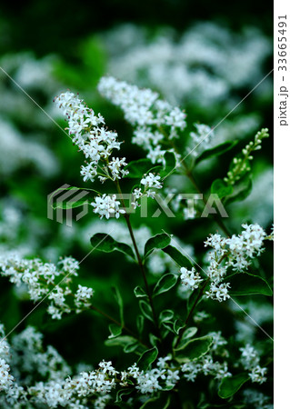 シルバープリペットの花 シルバープリペットの花 33665491