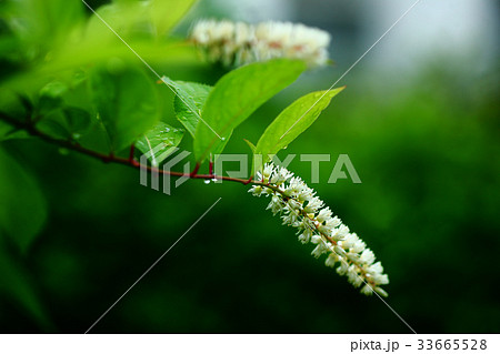 雨上りのコバノズイナの花 雨上りのコバノズイナの花 33665528