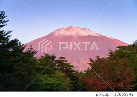 【静岡県】初冠雪の朝、朝日を受ける富士山 33665548
