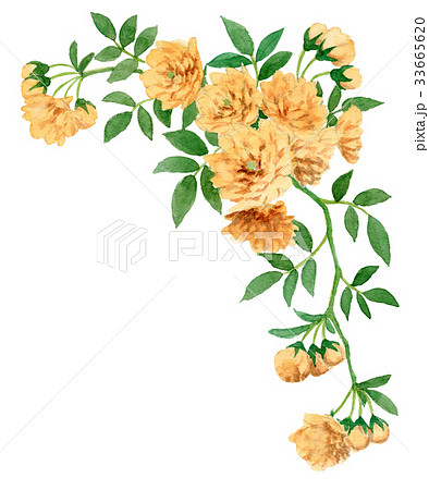 モッコウバラの上部フレーム素材 33665620