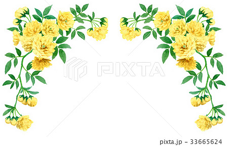 モッコウバラの上部フレーム素材 33665624